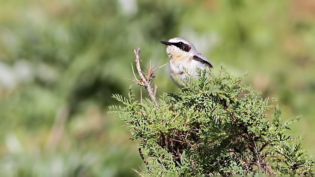 Northern Wheatear