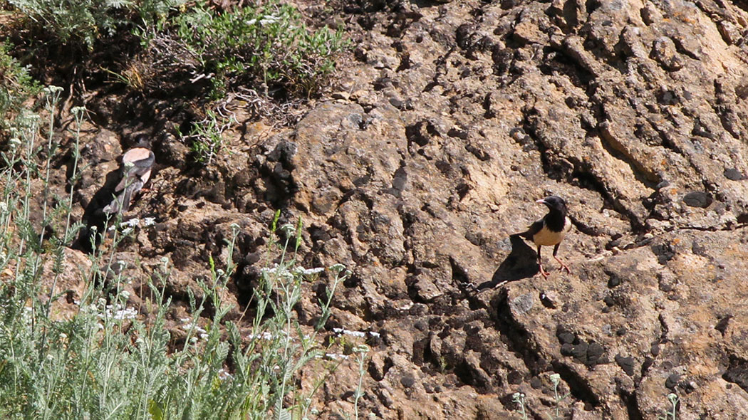 Rosy Starling