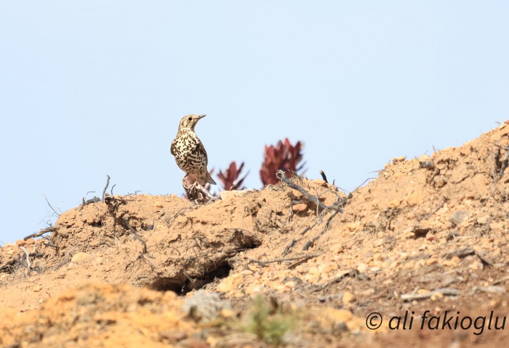Mistle Thrush