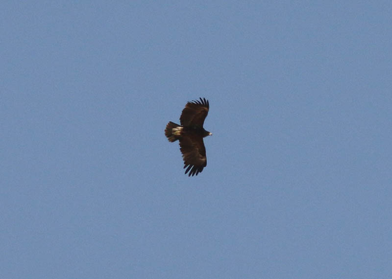Greater Spotted Eagle