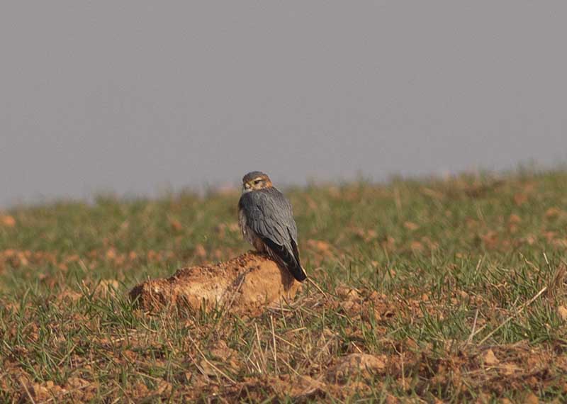 Merlin