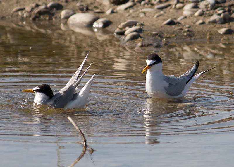 Little Tern