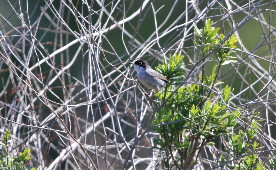 Sardinian Warbler