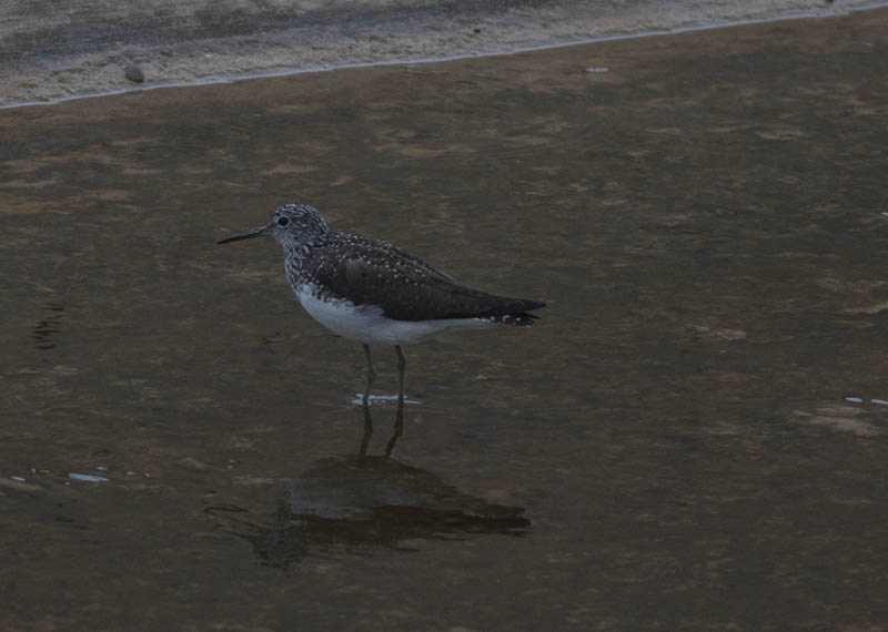 Green Sandpiper