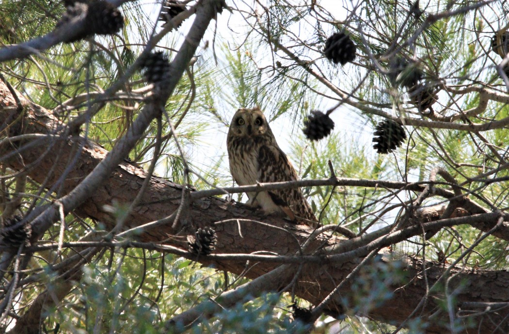 Short-eared Owl