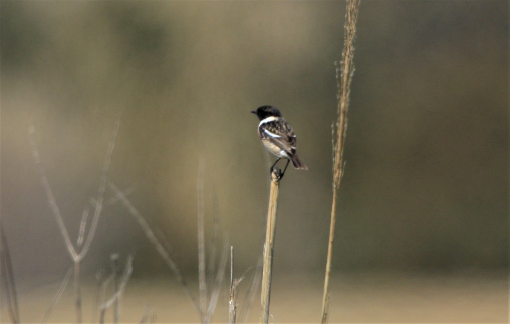 European Stonechat