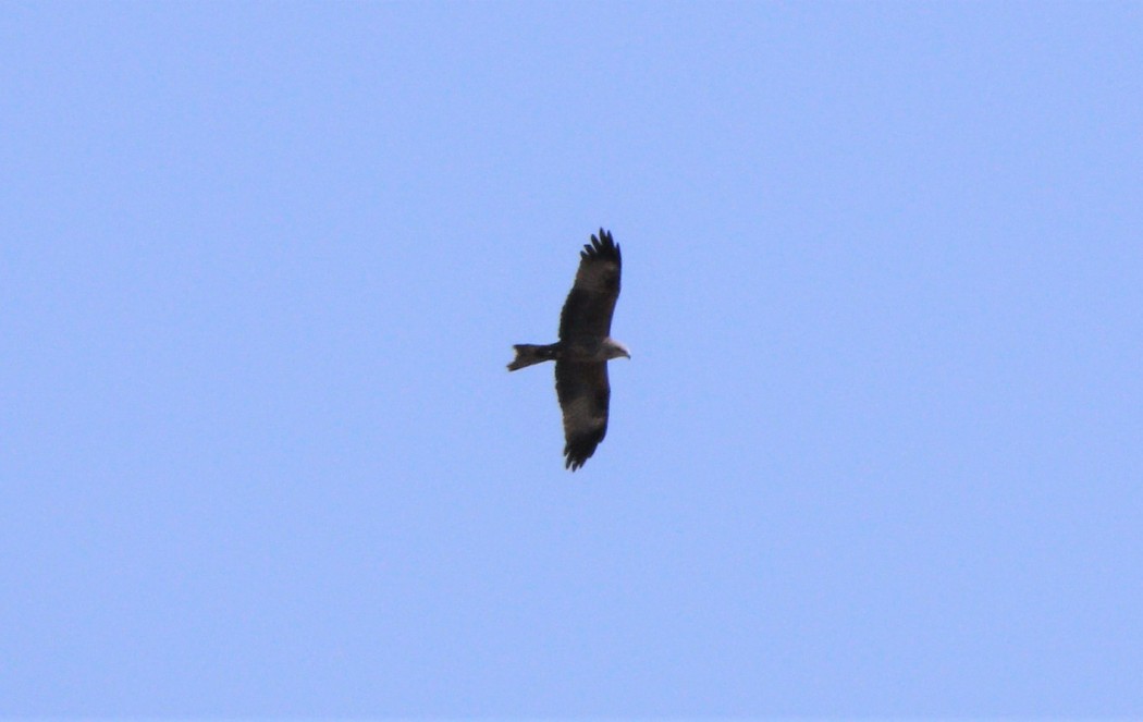 Black Kite