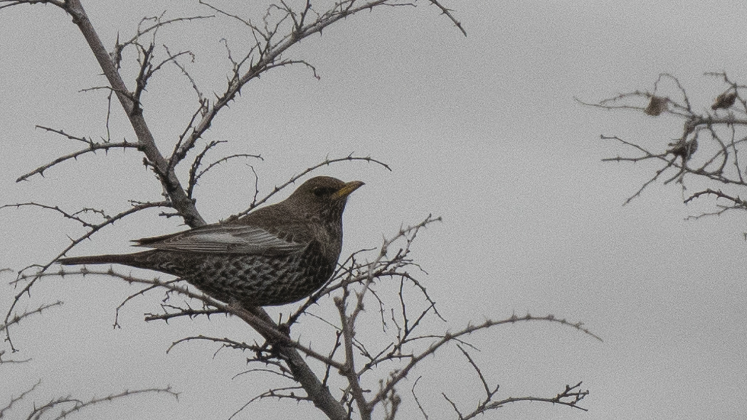 Ring Ouzel