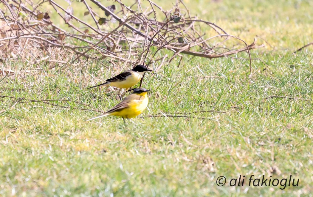 Western Yellow Wagtail