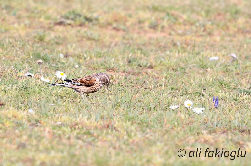 Common Linnet
