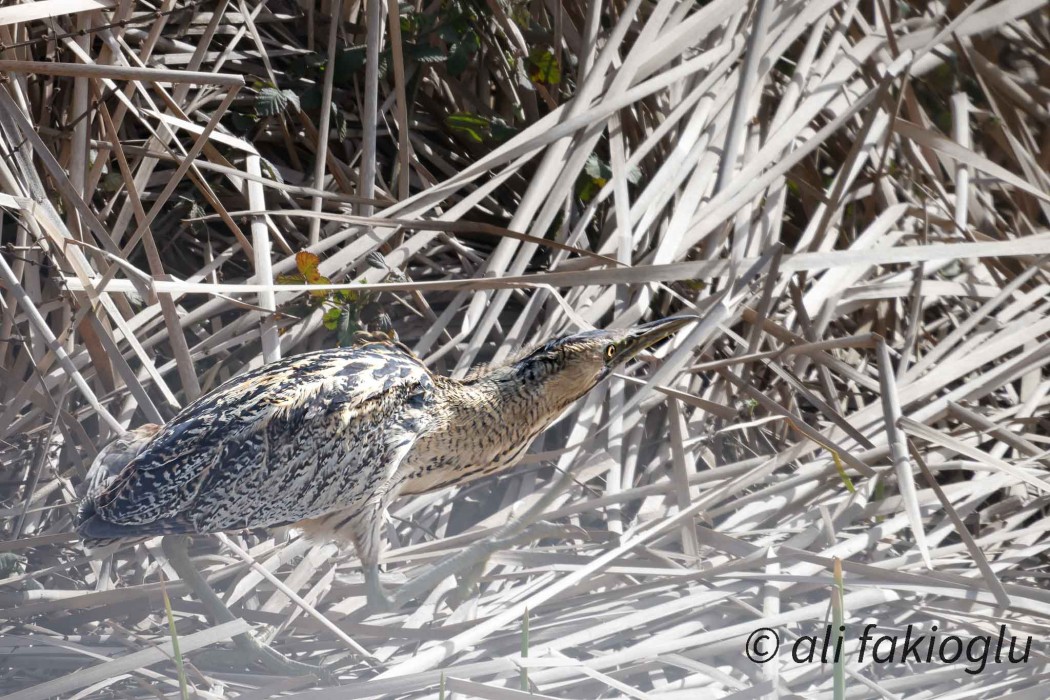 Eurasian Bittern