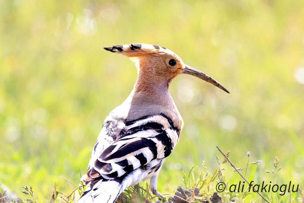 Common Hoopoe