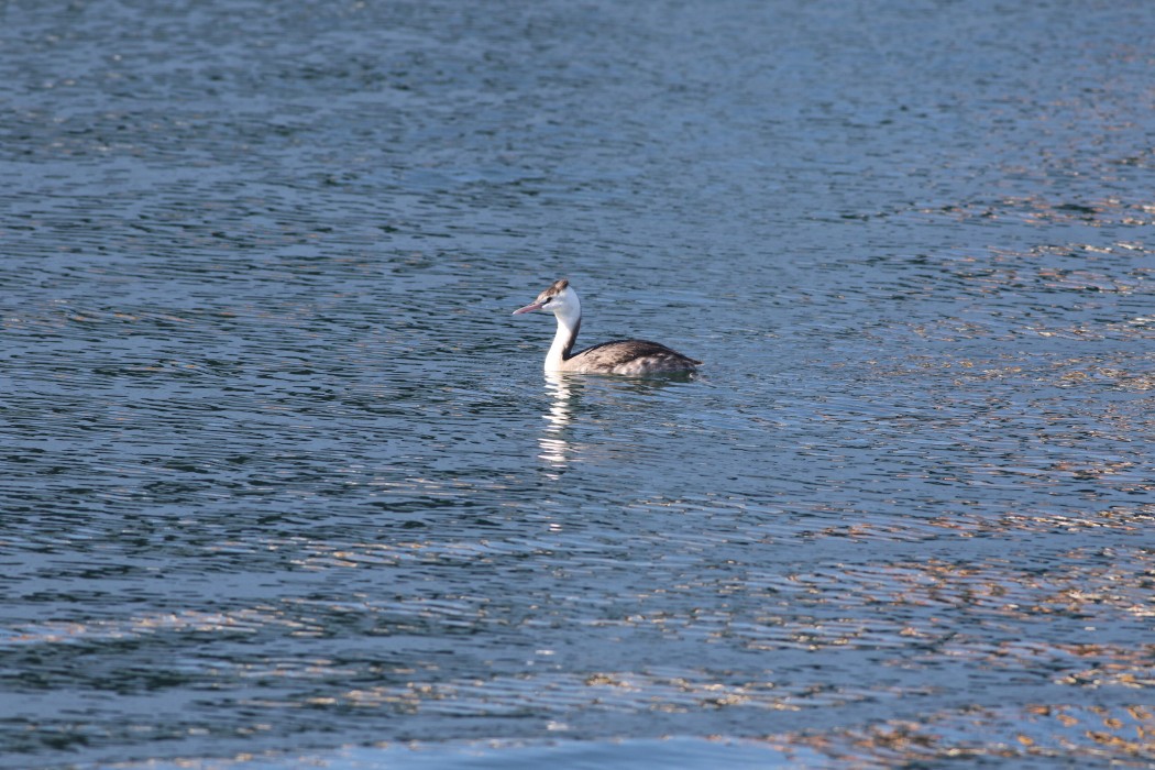 Great Crested Grebe