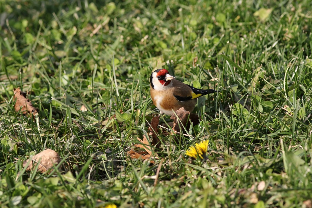 European Goldfinch