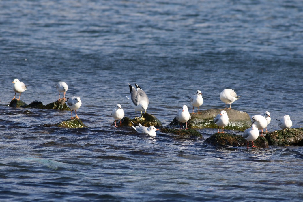 Common Gull