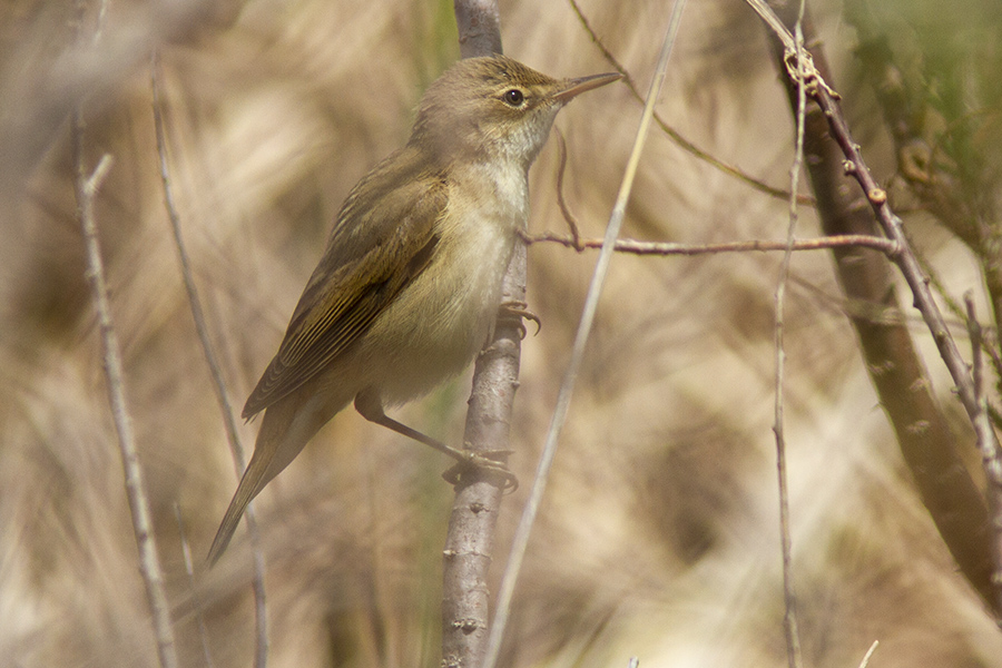 Common Reed Warbler