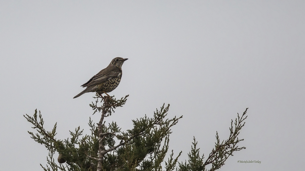 Mistle Thrush