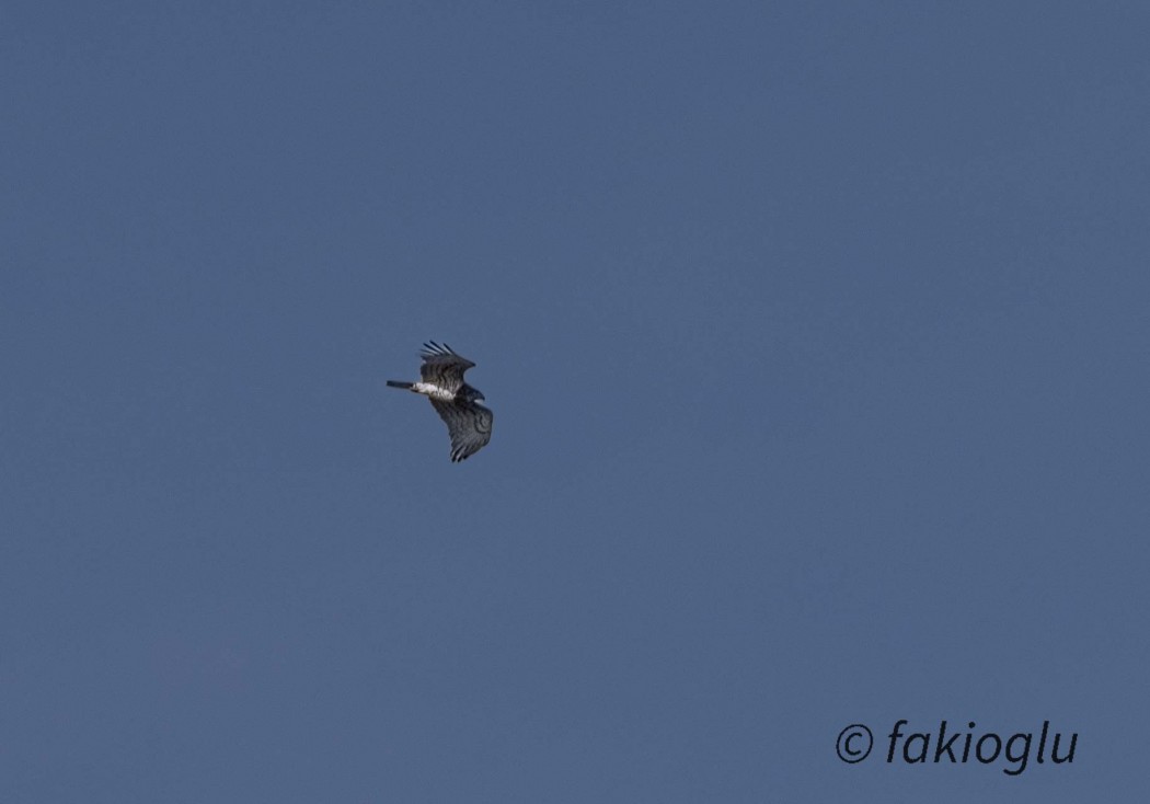 Short-toed Snake Eagle