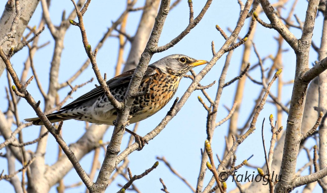 Fieldfare