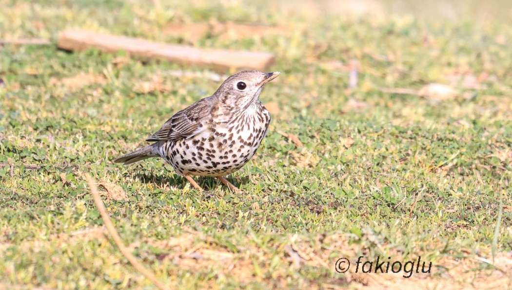 Mistle Thrush
