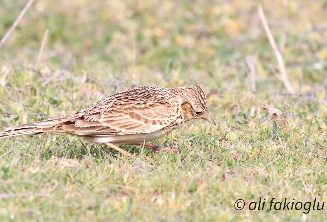 Eurasian Skylark