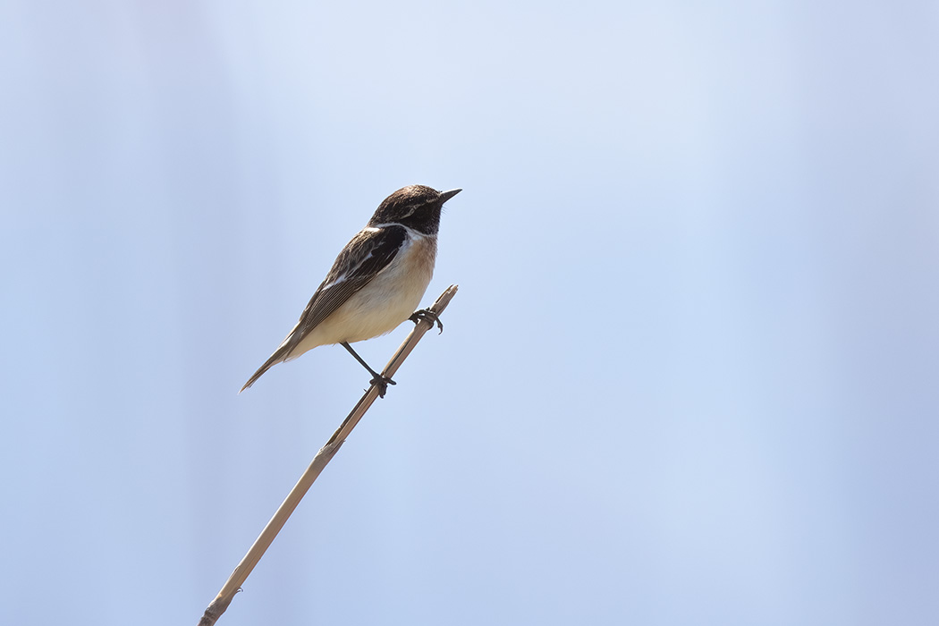 Siberian Stonechat