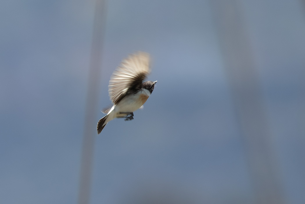 Siberian Stonechat