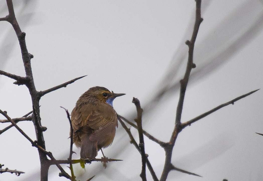 Bluethroat