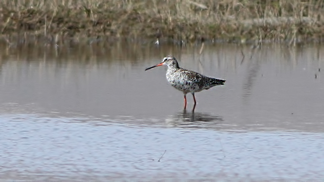 Spotted Redshank