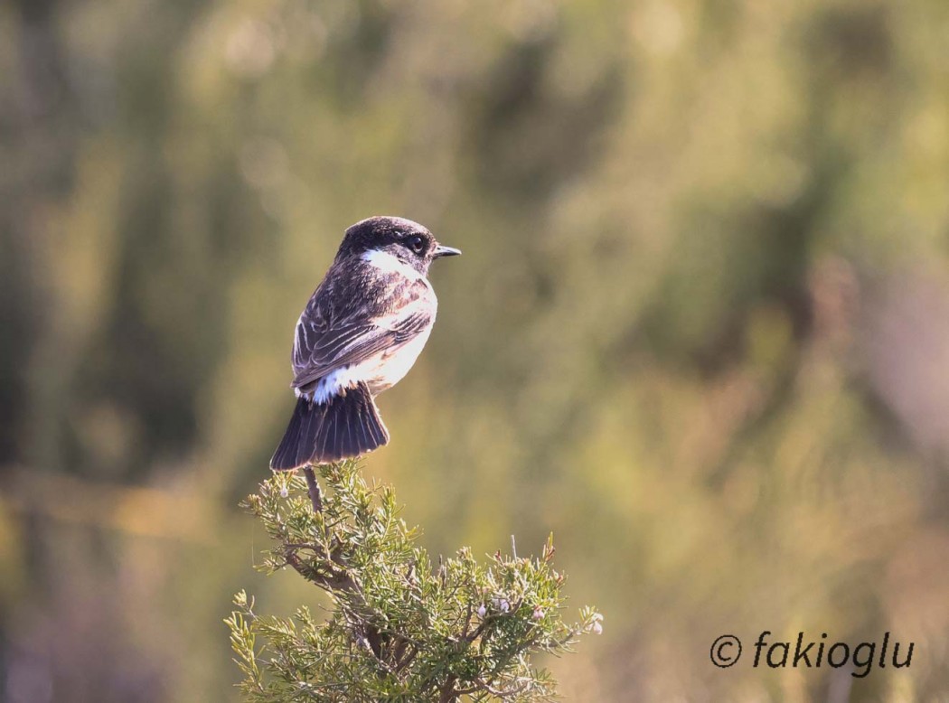 European Stonechat