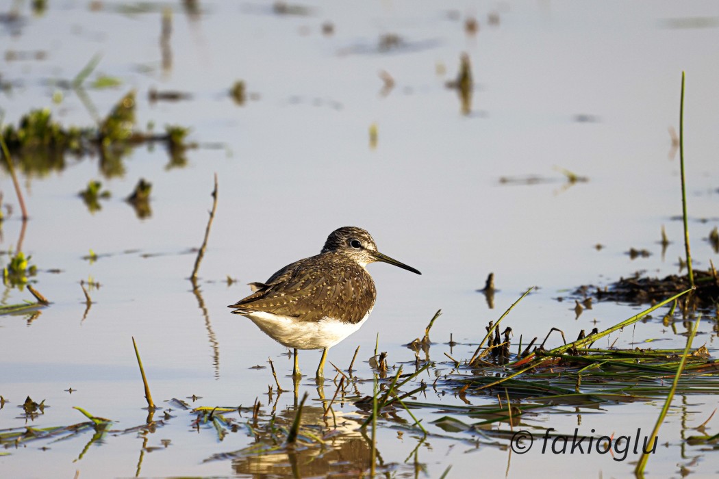 Green Sandpiper