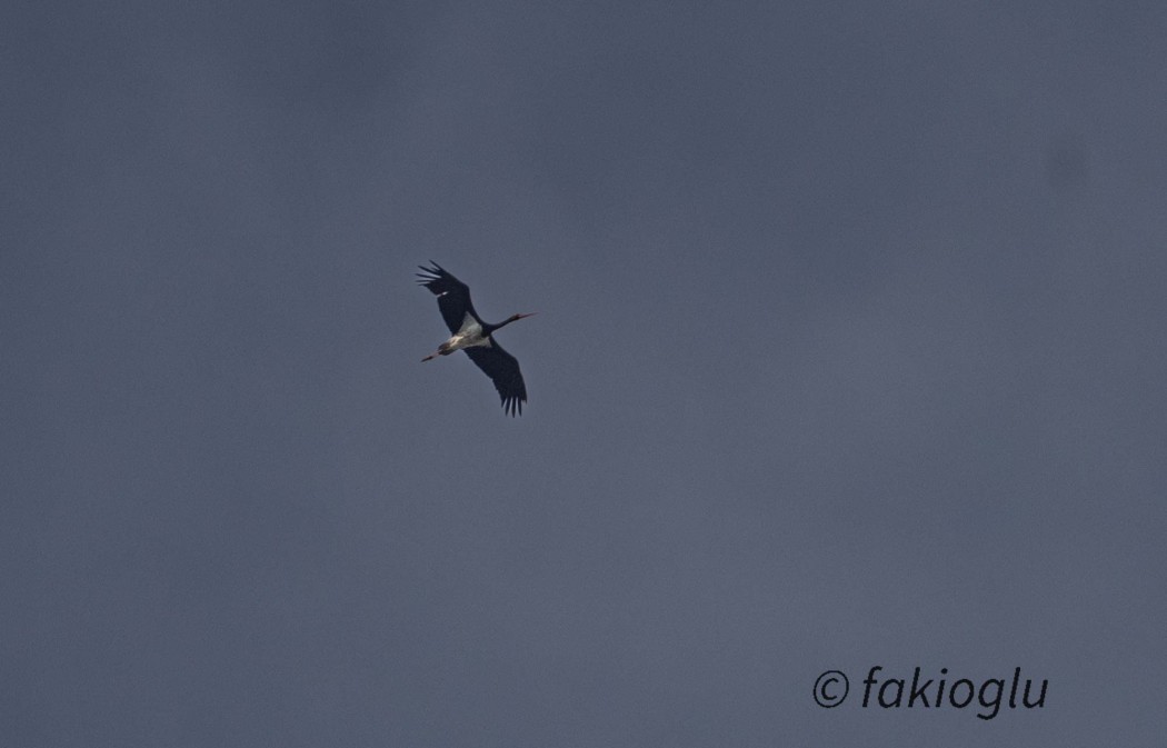 Black Stork