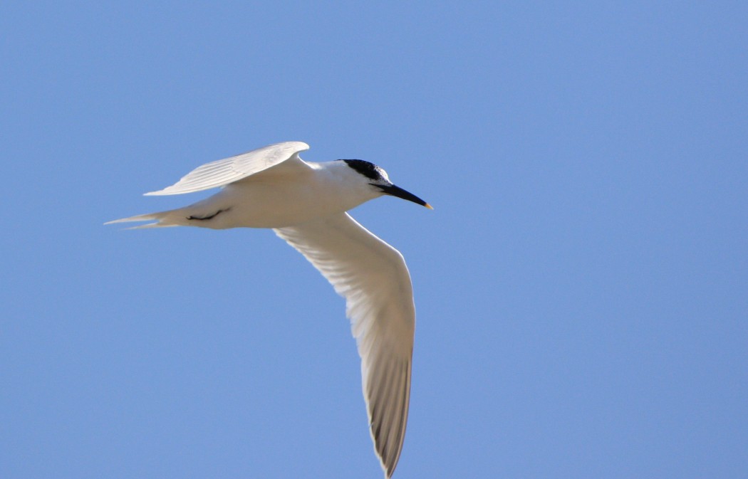Sandwich Tern