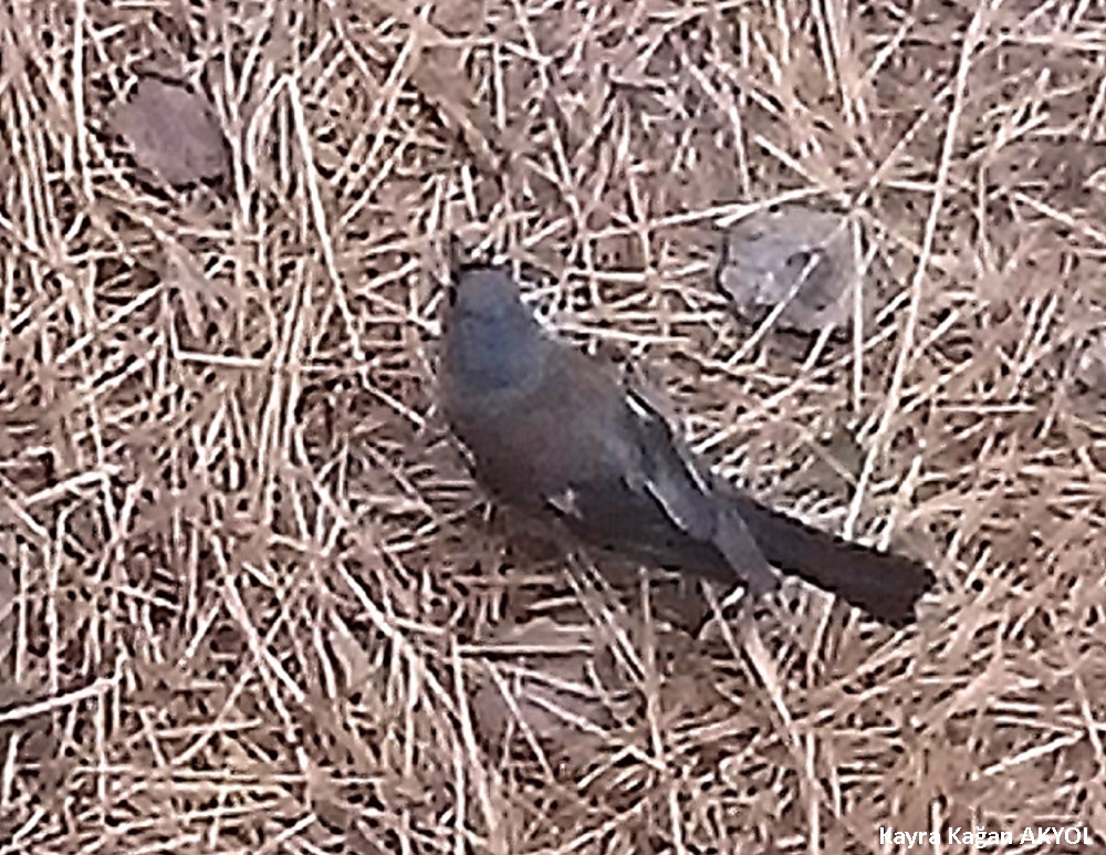 Eurasian Chaffinch