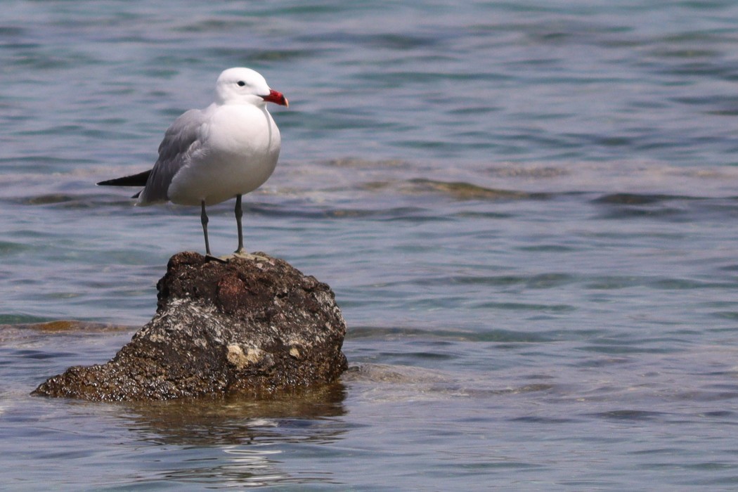 Audouin`s Gull