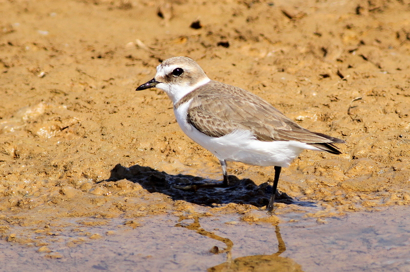 Kentish Plover