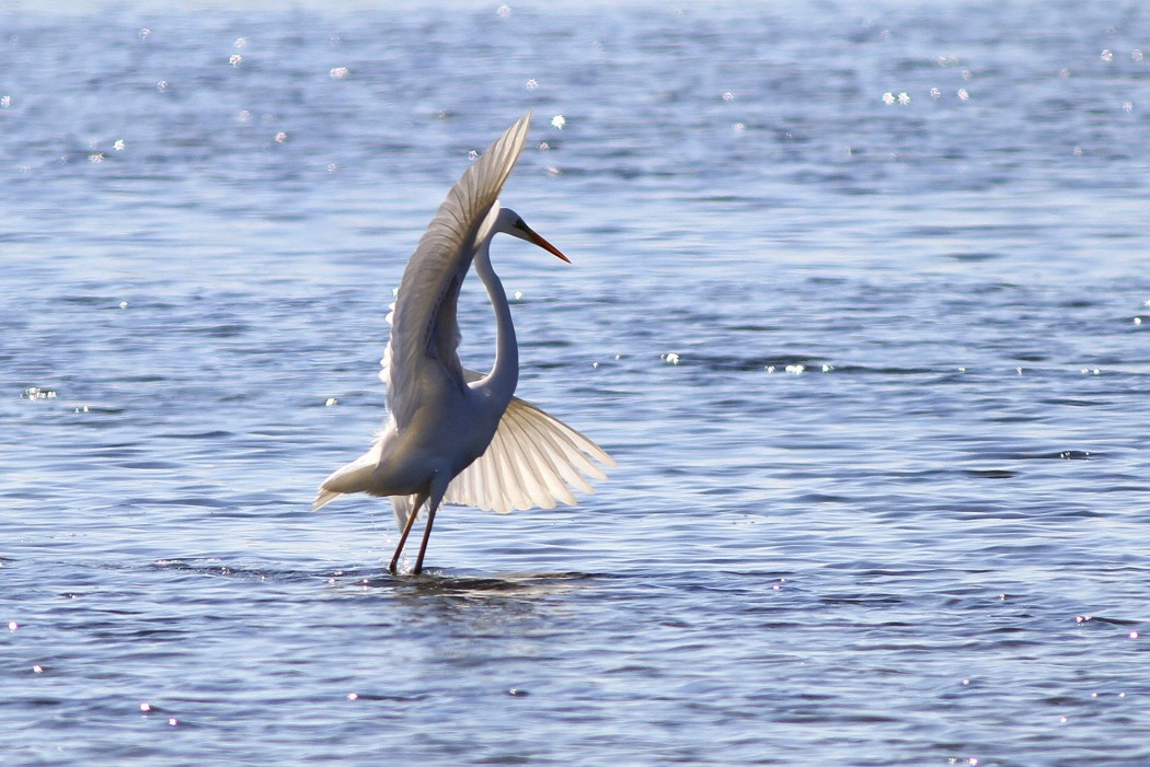 Great Egret
