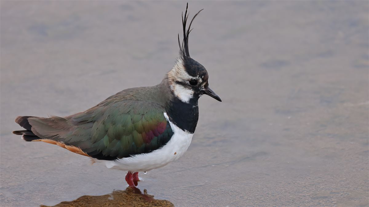 Northern Lapwing