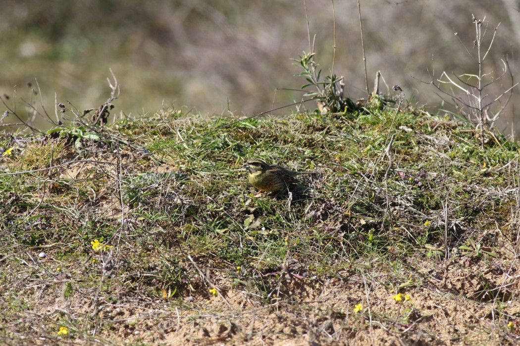 Cirl Bunting