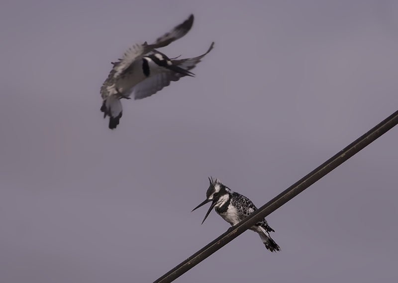Pied Kingfisher