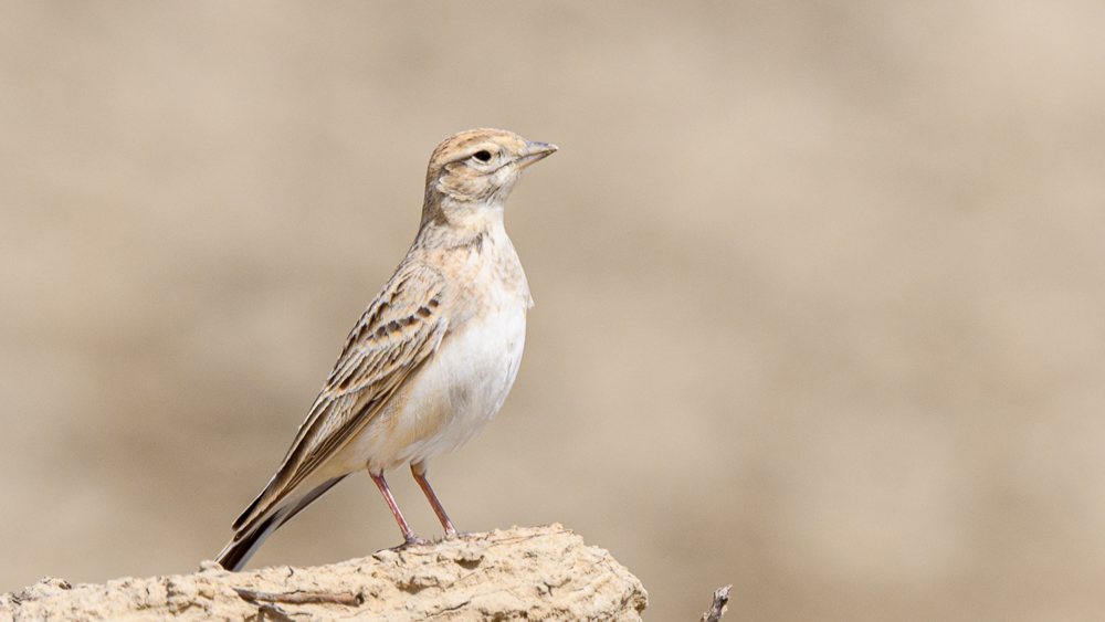 Greater Short-toed Lark