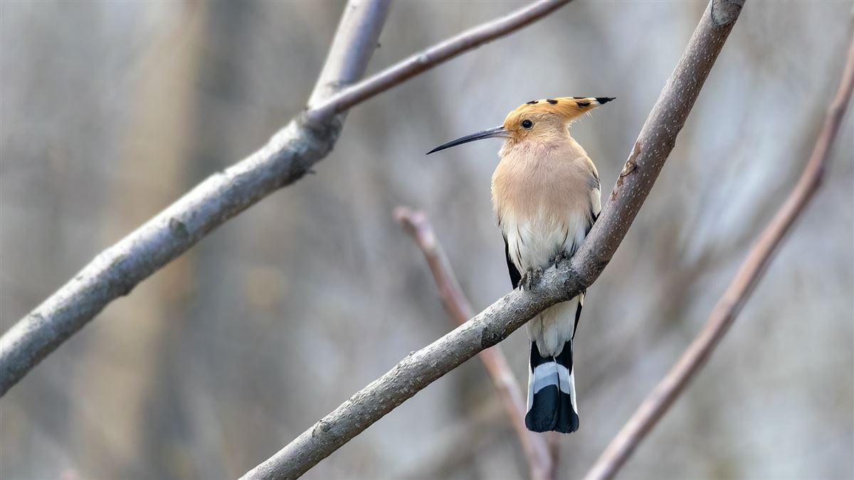 Common Hoopoe