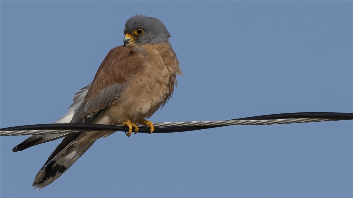 Lesser Kestrel