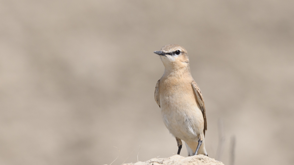Isabelline Wheatear