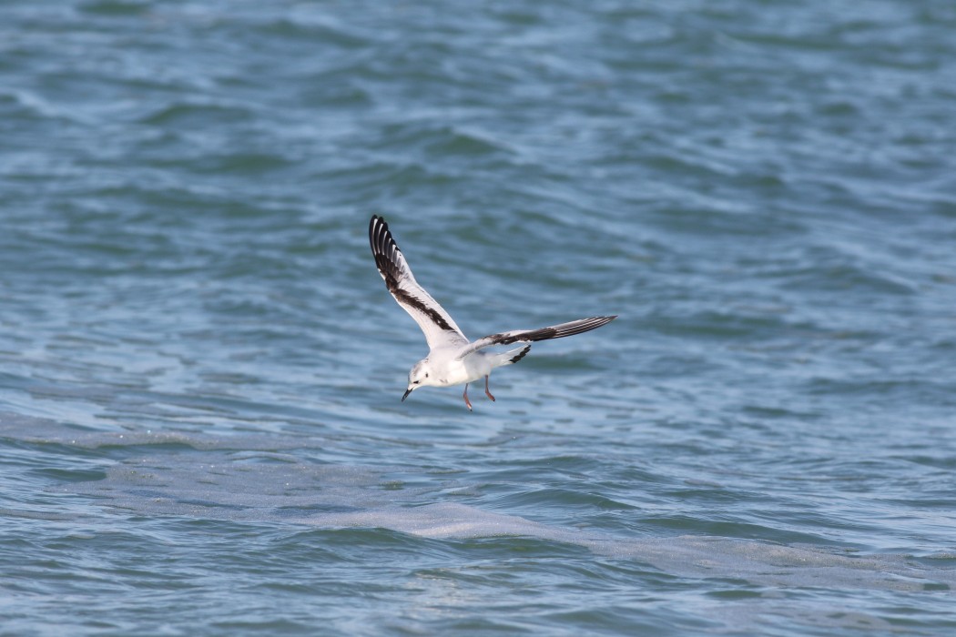 Little Gull