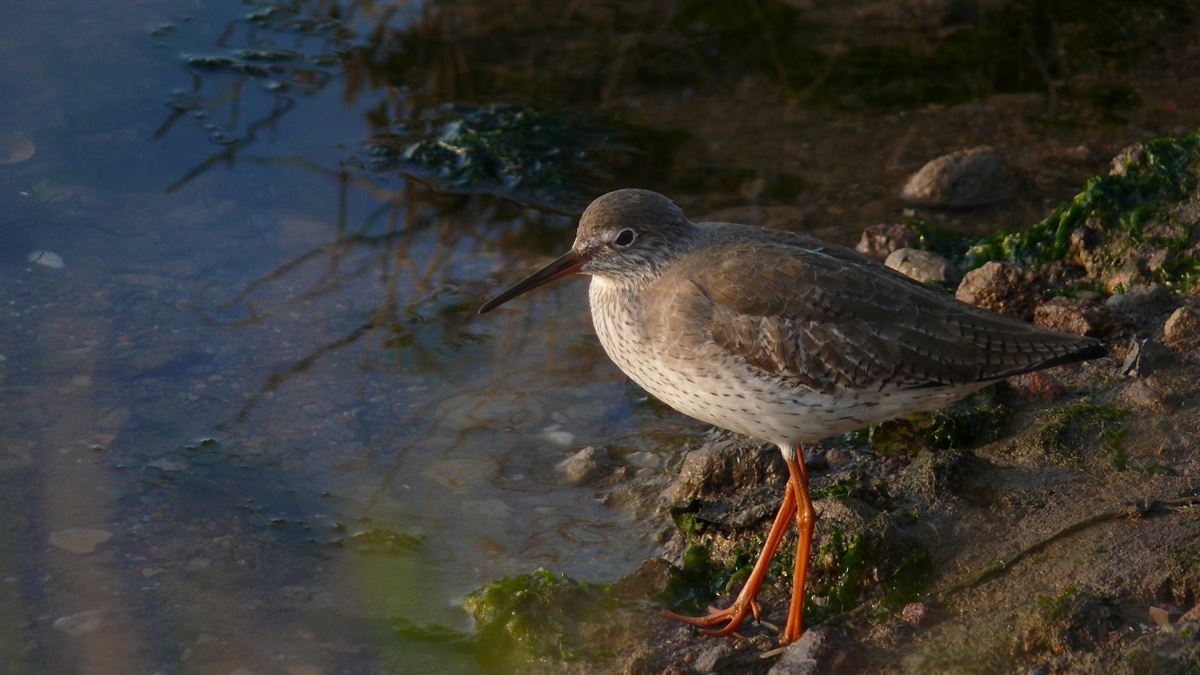 Common Redshank