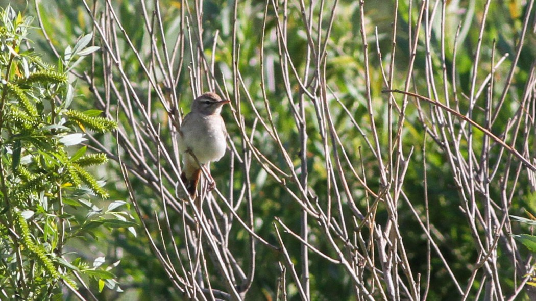 Rufous-tailed Scrub Robin