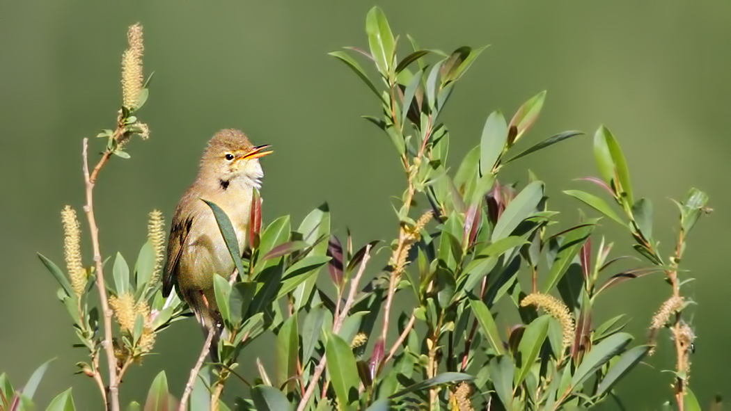 Eastern Olivaceous Warbler