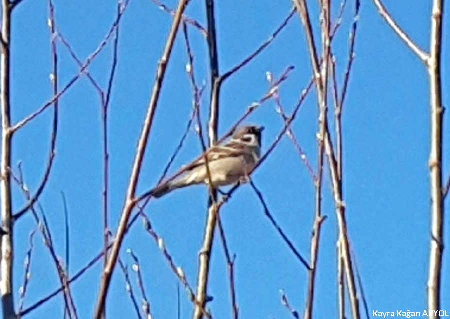 Eurasian Tree Sparrow
