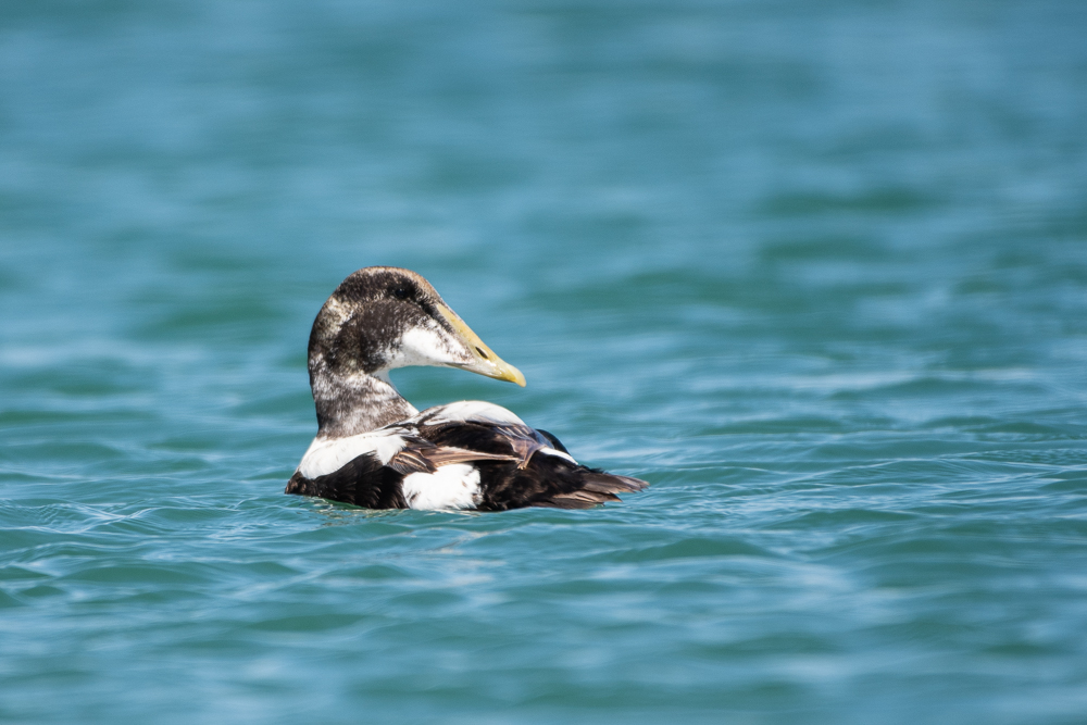 Common Eider
